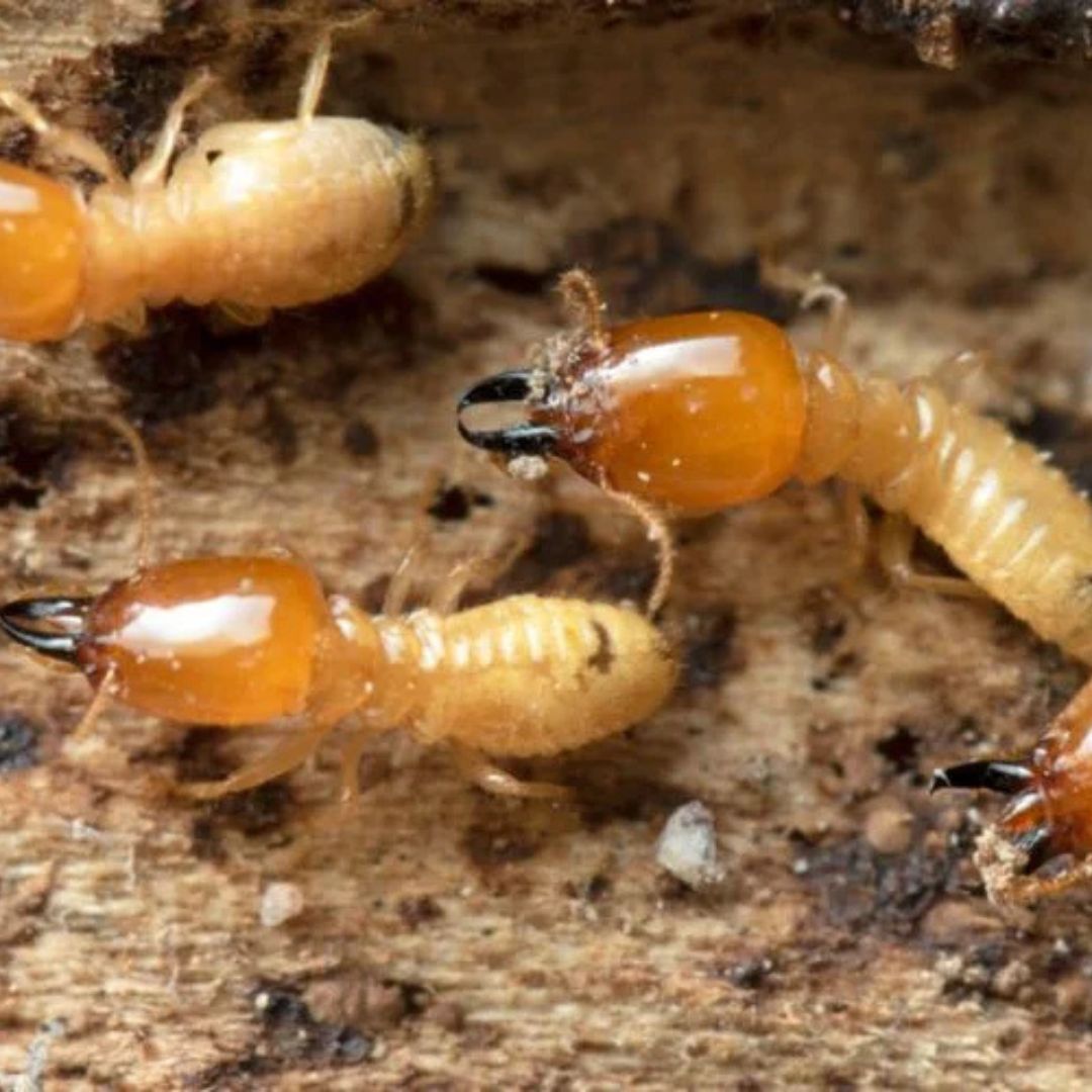 Anti Termite Treatment